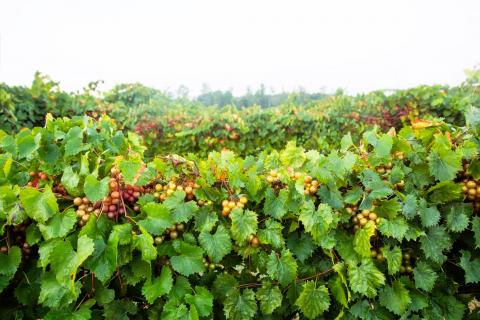 Muscadine Cultivation