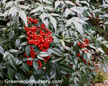 Our 13 Most Romantic Plants Choices That Can Work in Every Garden