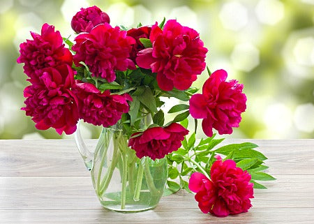 5 Tips on How to Plant and Grow Peonies