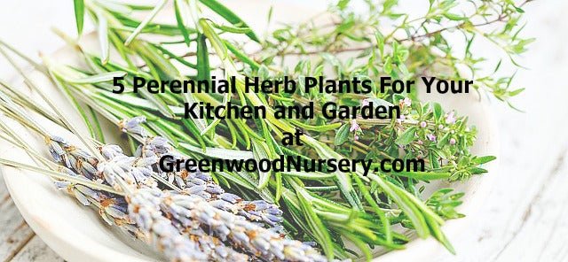 5 Perennial Herb Plants For Your Garden And Kitchen
