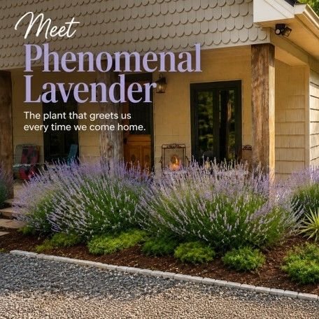 Phenomenal® Lavender