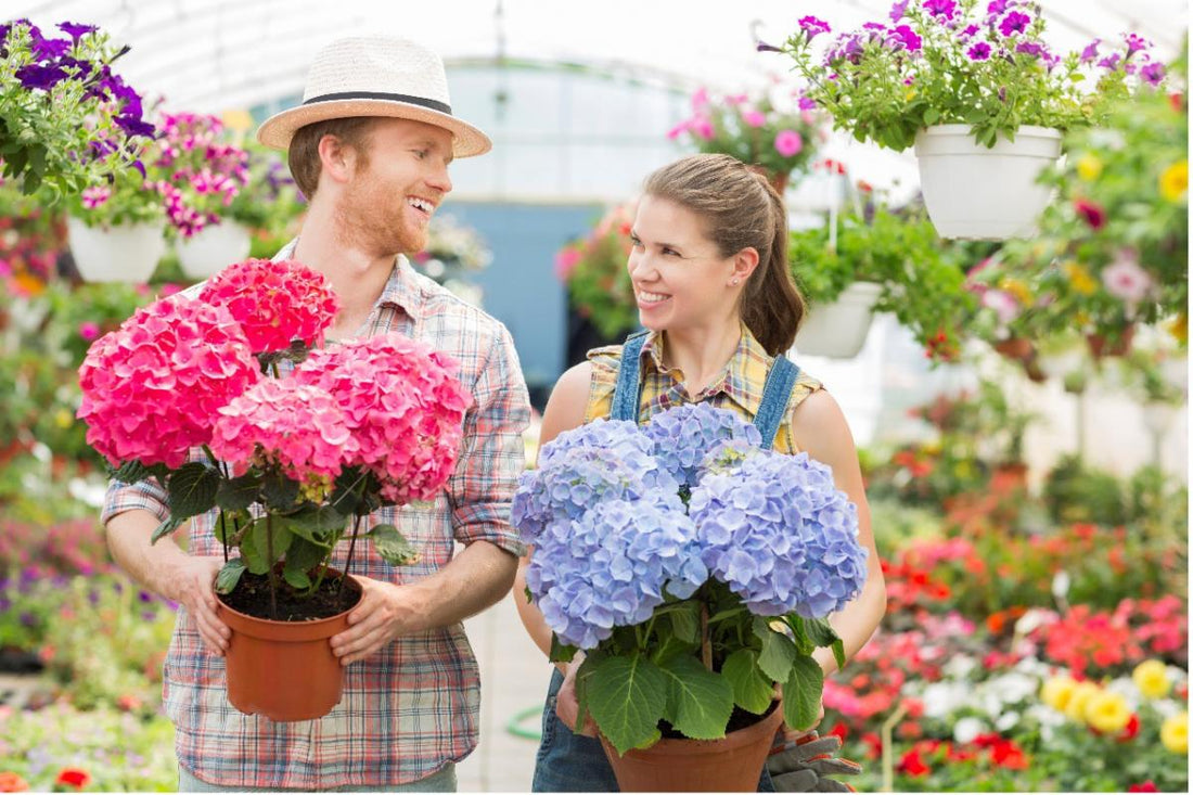 Buying Your Garden Plants from Online Garden Centers