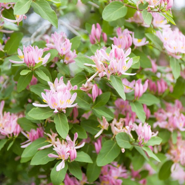 Time to Fill in Your Landscape with Plants on Sale!