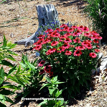 Ornamental Grasses Add Year-long Garden Interest