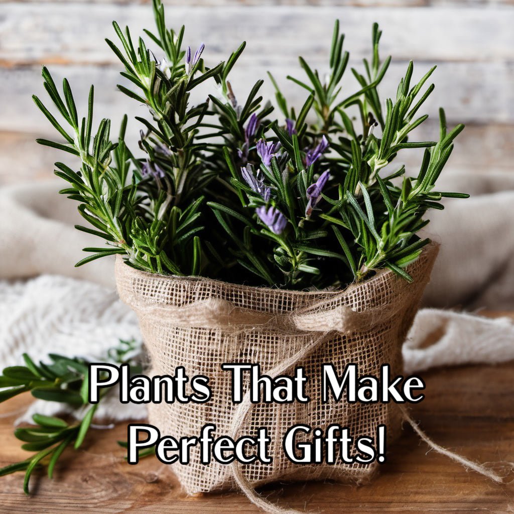 Winter Plant Gifting: Potted Treasures for Your Favorite Gardeners