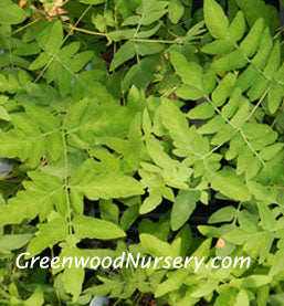 Create Unique Garden Patterns with Common Flowering Shrubs