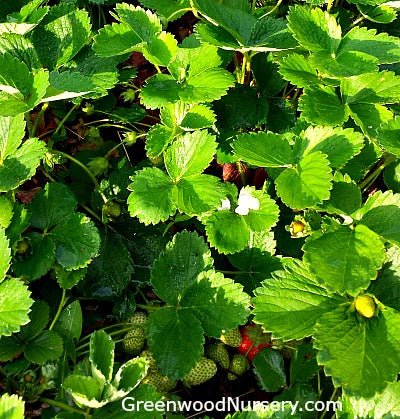 Tips for Growing June Bearing Strawberries