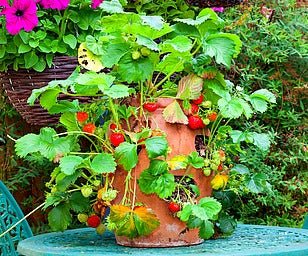 How to Plant Woodland Spaces with Colorful Plants That Bloom in Spring