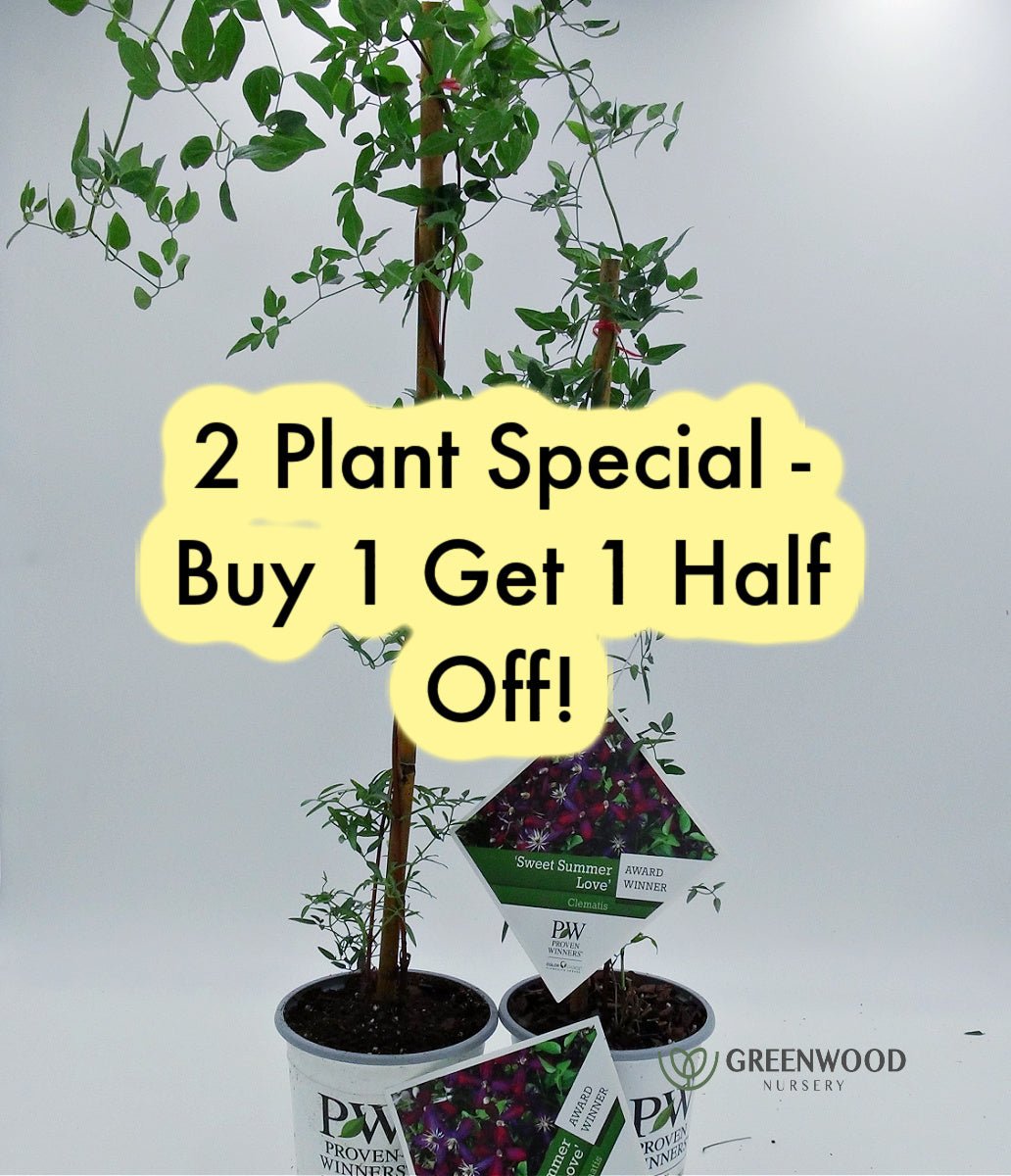 Summer Plants Sale at GreenwoodNursery.com