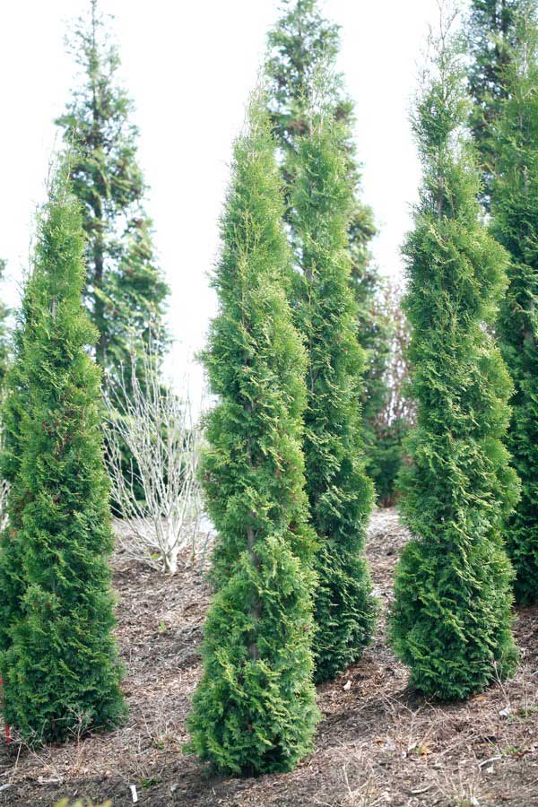 How to Control Deer Damage in Your Yard