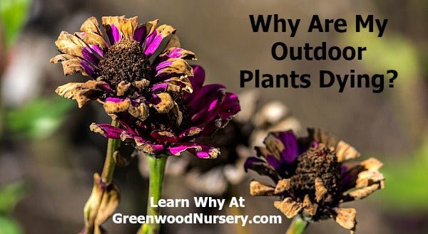 Why Are My Outdoor Plants Dying?