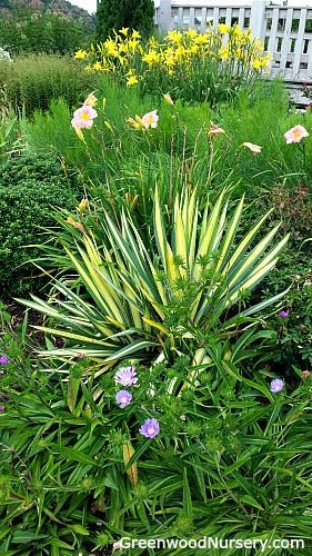 Helpful Tips to Control Deer Damage and Deer Resistant Plants.