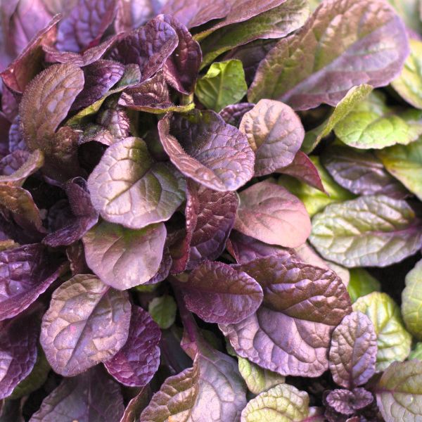 Tips to Grow Fern Plants in the Outdoors
