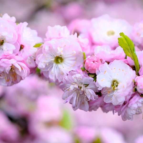 7 Spreading Plants To Fill Bare Spots