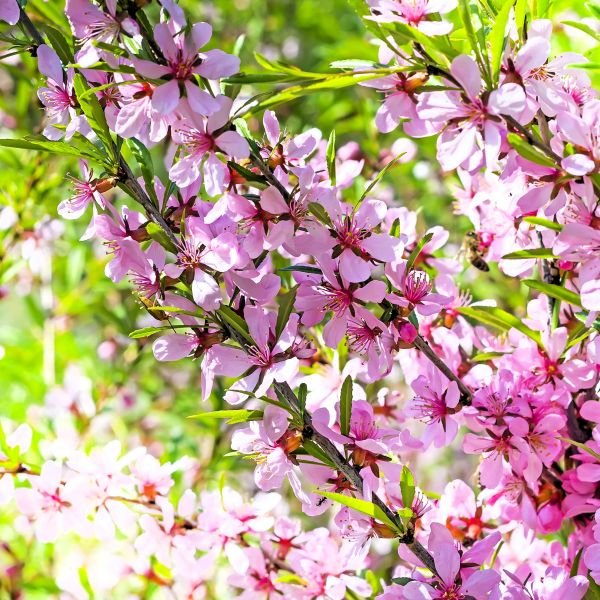 how to Garden with Physical and Other Limitations