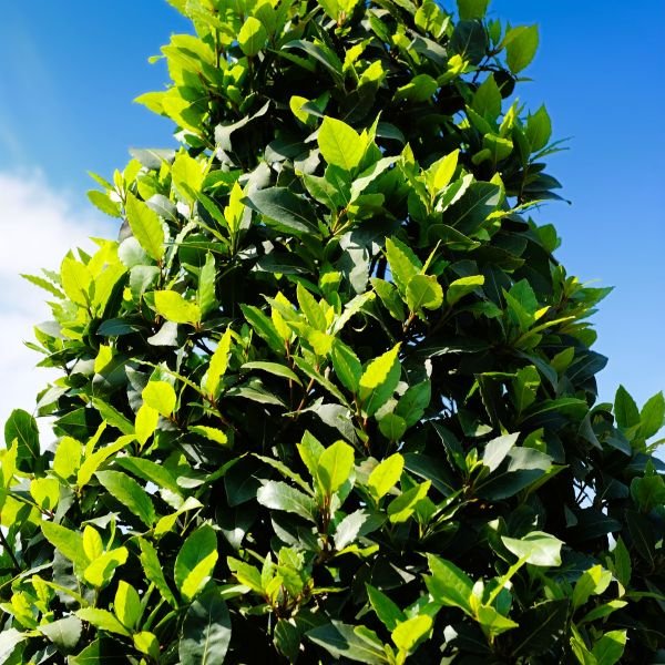 "Easy care" plants for the horticulturally challenged!