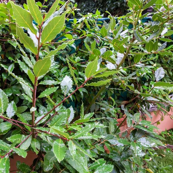 7 Must Have-Plants for Your October Garden