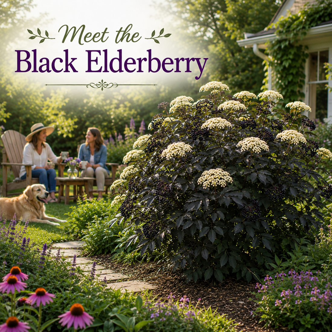 Black elderberry shrub with white flower clusters and dark purple berries growing in a landscaped garden, with the text "Meet the Black Elderberry."