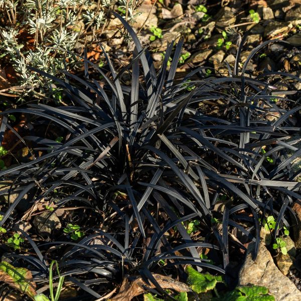 A planting primer for trees and shrubs