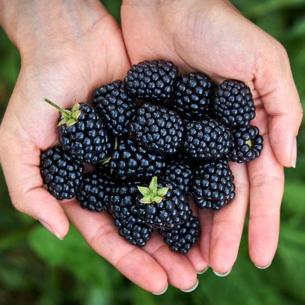 How to Grow Blackberry and Raspberry Plants