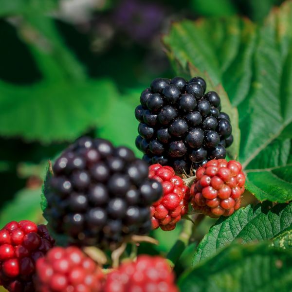 “Old Fashioned” plants appeal to modern tastes