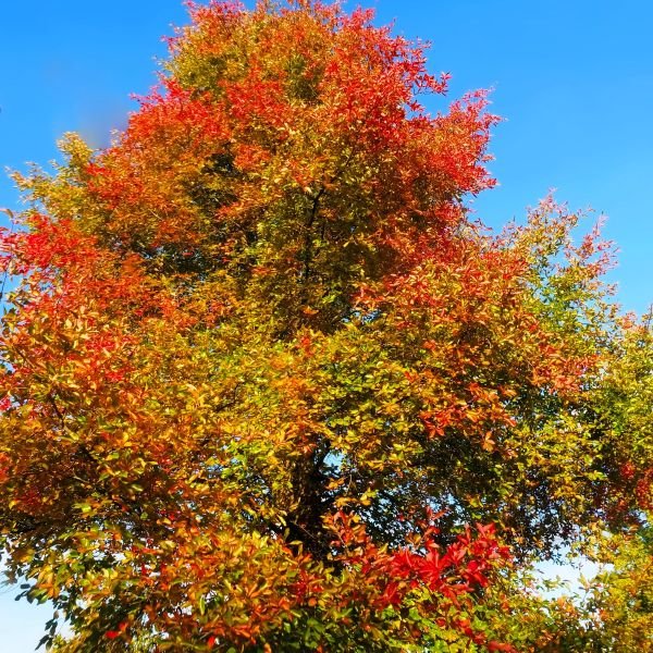 “Alien” slime mold invades mulch!