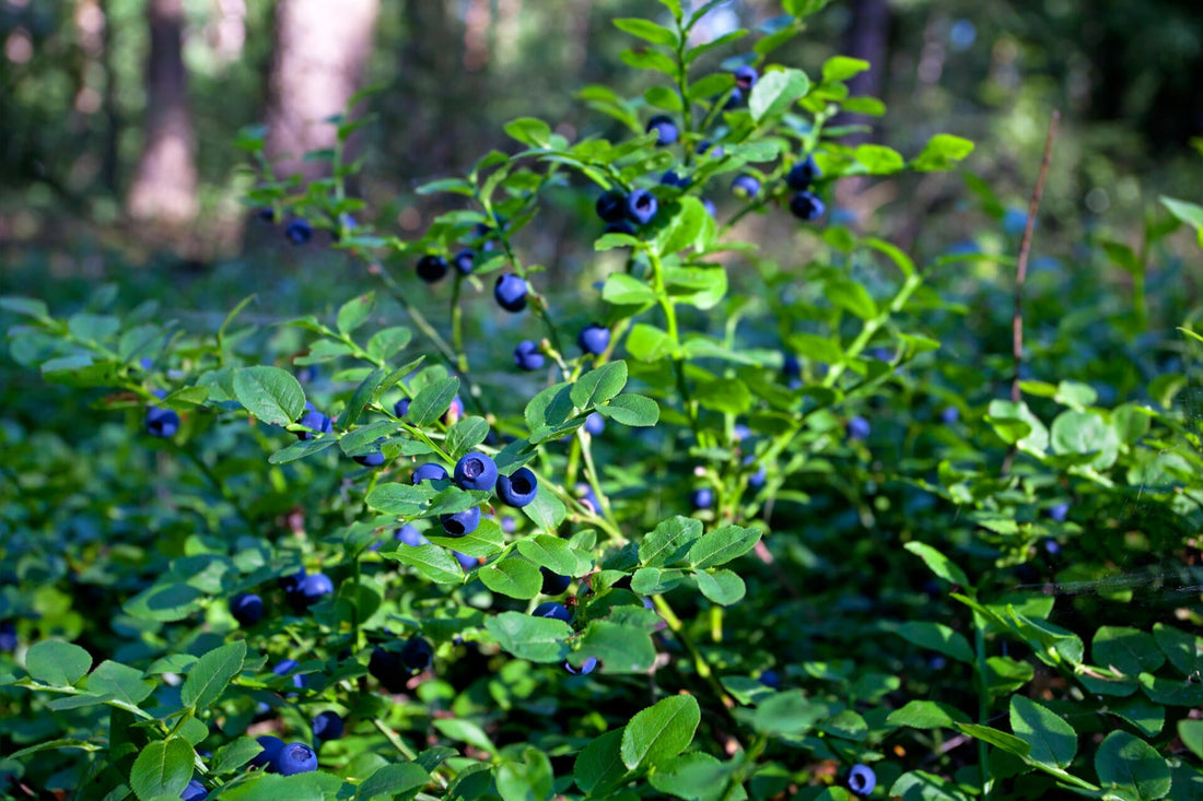Crisp Fall days: Perfect for planting... and planning