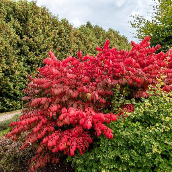 Best 8 Sun Garden Plants