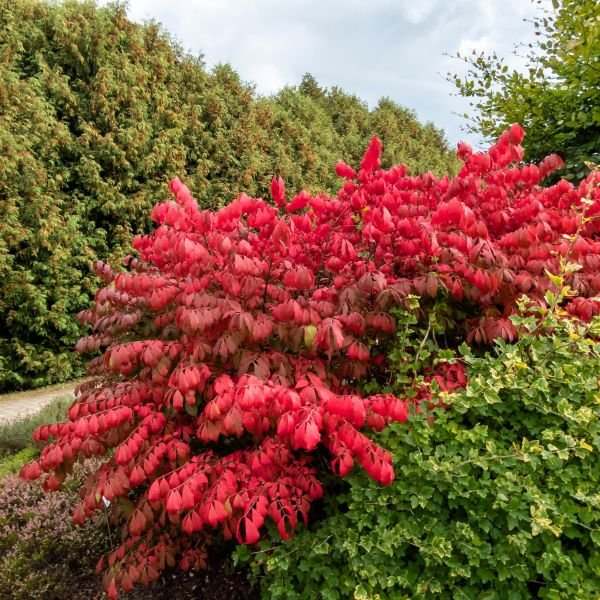 A planting primer for trees and shrubs