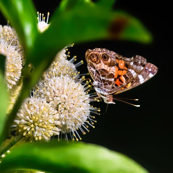 How to Plant Woodland Spaces with Colorful Plants That Bloom in Spring