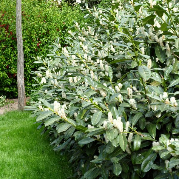 Smart landscaping can lower your Summer energy bills!