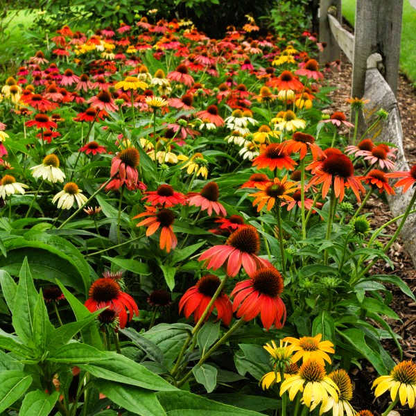 The Top 8 Gardening Mistakes and How to Correct Them