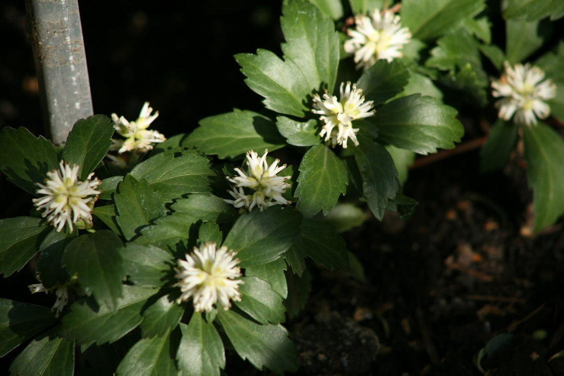 Xeriscaping for Gardens To Conserve Water and Beautify Trouble Zones