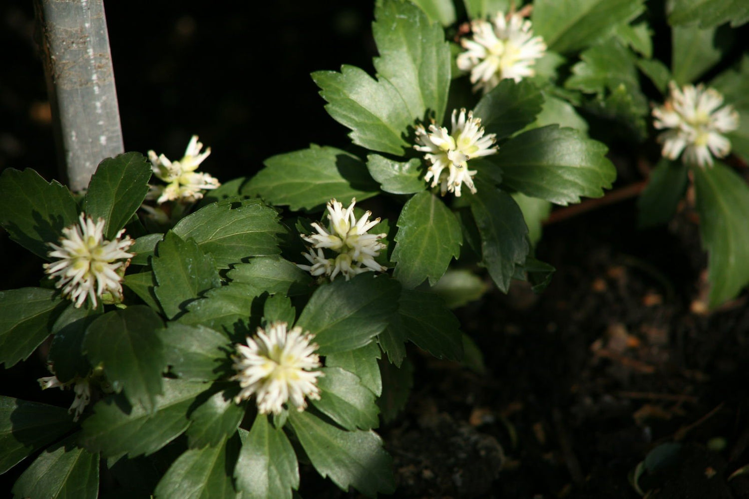How to Attract Butterflies to Your Garden with Flowering Shrubs, Herbs and Perennial Plants