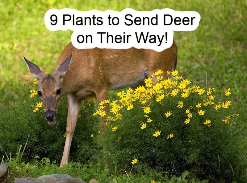 9 Plants to Send Deer on Their Way!