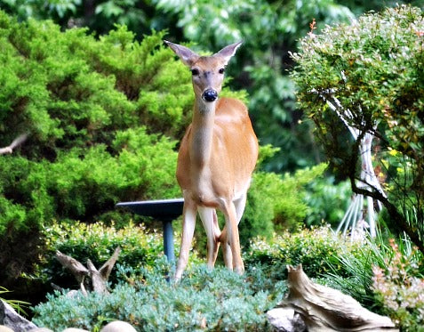 10 Plants For Your Landscape That Control Deer Damage