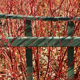 How to Incorporate Vegetable and Fruit Plants into Your Landscape