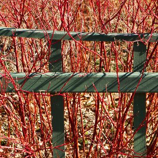 How to Incorporate Vegetable and Fruit Plants into Your Landscape