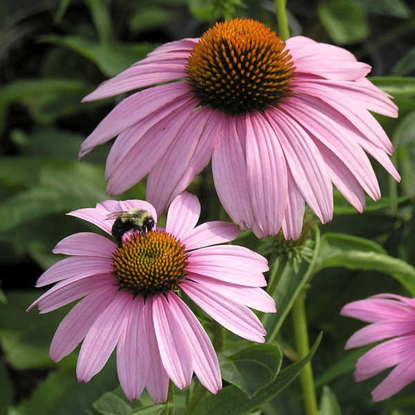 Gardening Tips for Winter Garden Maintenance