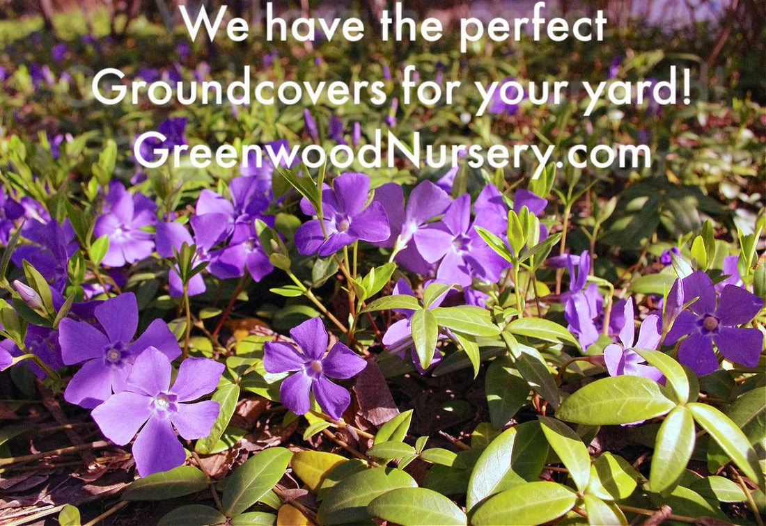 Fall Time for Planting Ground Cover Plants in Your Yard