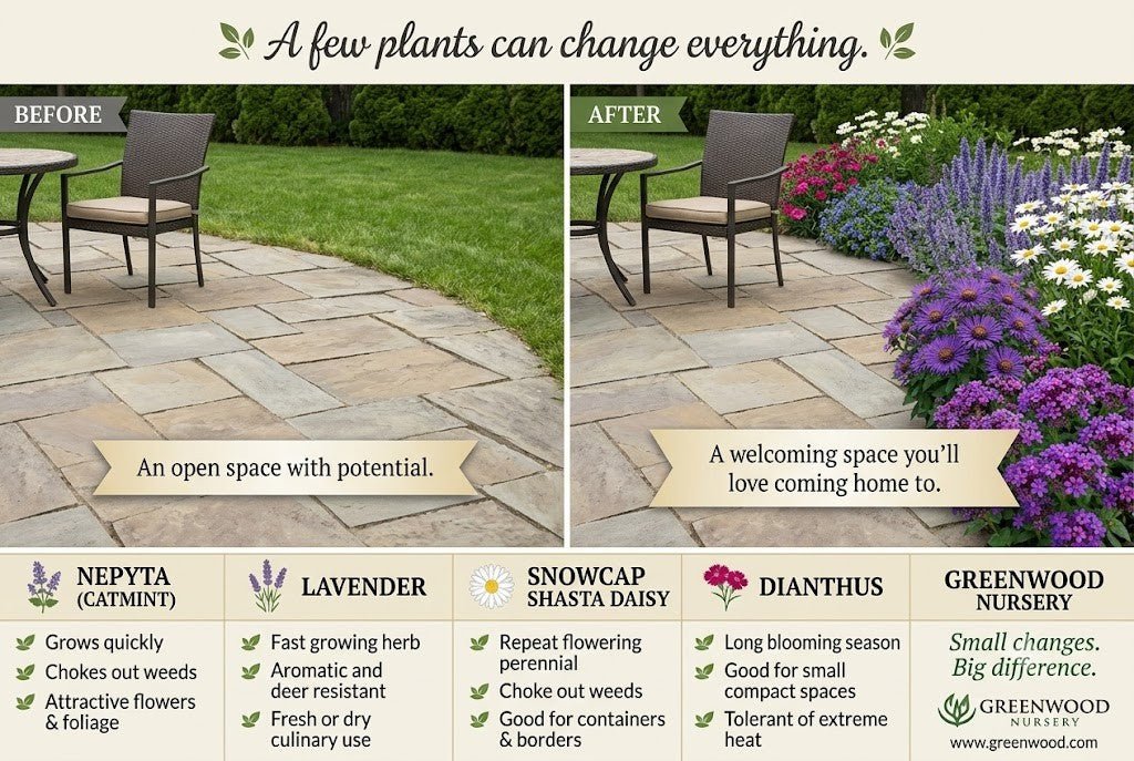 A 3:2 landscape infographic showcasing five summer garden perennials for Greenwood Nursery,