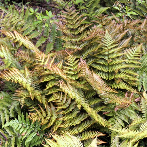 Plant Flowering Shrubs During the Right Season