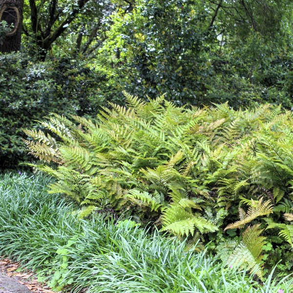 15 Plants That Deer Don't Like!