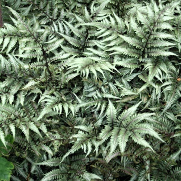 Xeriscaping for Gardens To Conserve Water and Beautify Trouble Zones