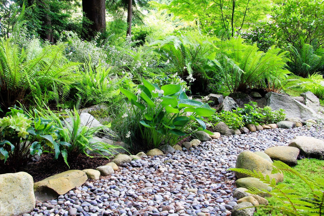 Planting Bare Root and Potted Ferns