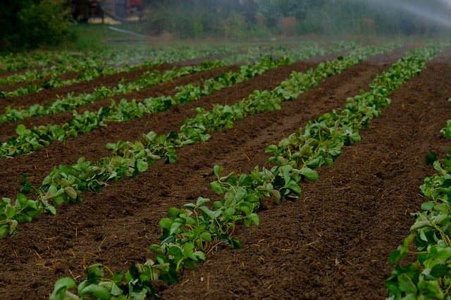 Pick Your Own Strawberries