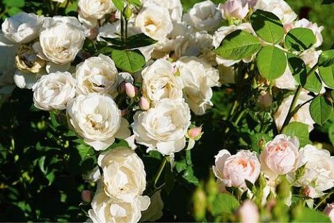 Planting Roses