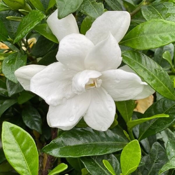 Perennial Plant Ideas for Shade Gardens