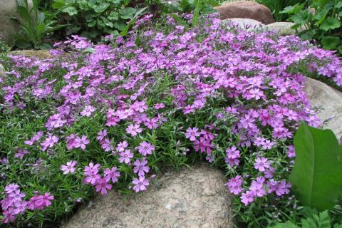 Planting Groundcovers