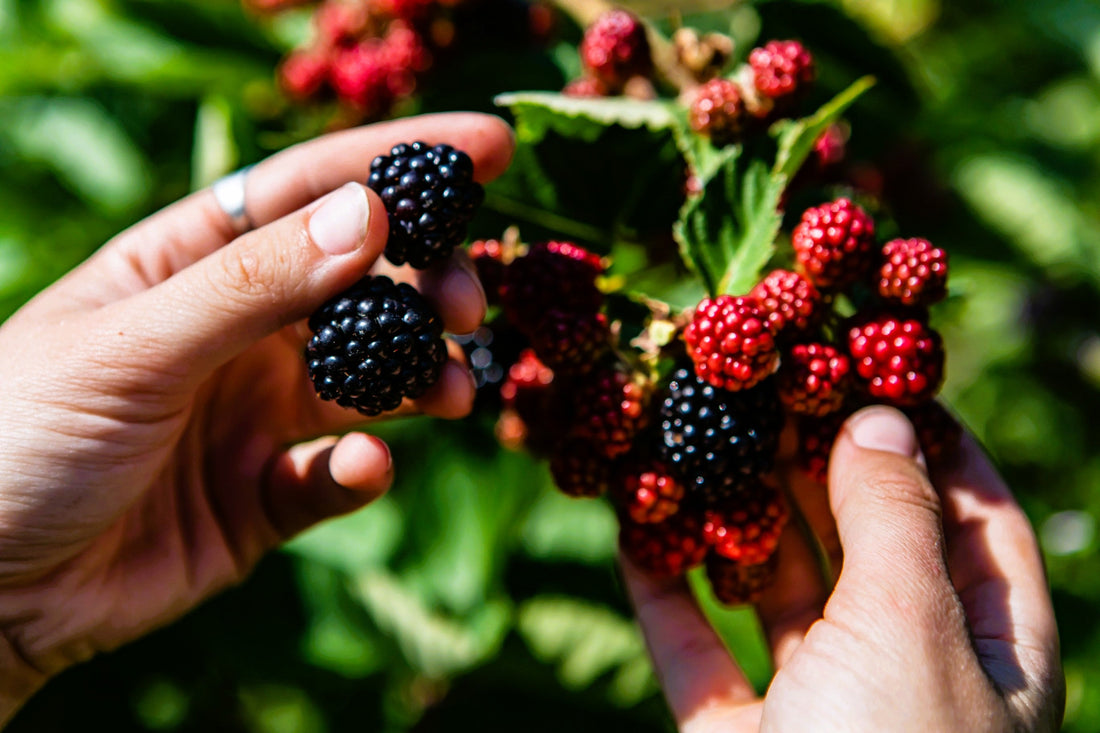 Planting Blackberry and Raspberry Plants